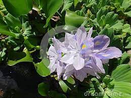 Pin On Water Hyacinth Aguape