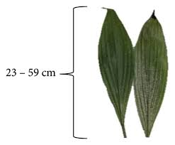 Image result for Curculigo latifolia