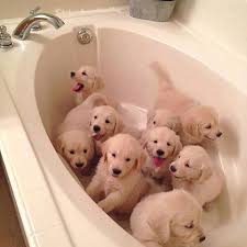 Ask Ve Mutluluk Dolu Bir Kuvet Golden Retriever Hayvan Bebekler Sevimli Kopek Yavrulari