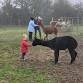 Home Ed Days on the Farm event image
