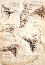 Leonardo Da Vinci S Anatomical Sketches Of The Shoulder And Arm A Level Art Sketchbook Da Vinci Drawings Anatomy Art