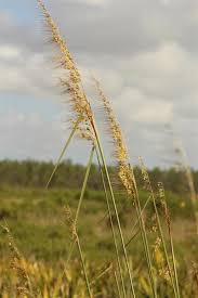 Image result for Sorghastrum stipoides
