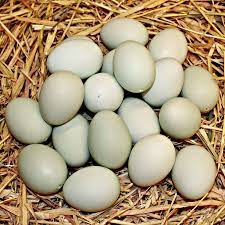 Check spelling or type a new query. Ini Lho 5 Alasan Mengapa Telur Asin Menggunakan Telur Bebek