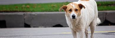 These amazing dogs just want a home and someone to love. Lost And Stray Animals City Of Grand Prairie