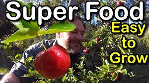 'early beauty' peach grows to approximately 3 metres by 3 metres, and is covered in lovely pink blossom in late winter/spring. Try Growing Barbados Cherry For Hot Climates Low Chill How To Superfood Youtube