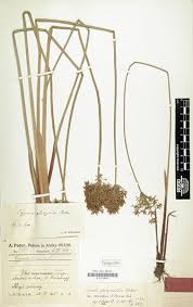 Image result for Cyperus platycaulis