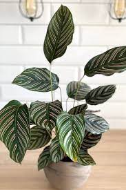 If you give them the optimal conditions, they will be your best. Calathea Ornata Care Tips Photos My Little Jungle