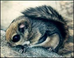 During the day, these animals can be found in their nests or in a hole in trees. Tanukis Flying Squirrels Hares Weasels Shrew Moles And Small Mammals In Japan Facts And Details