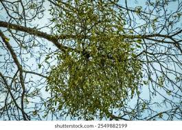 Image result for Viscum cylindricum
