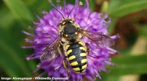 Check spelling or type a new query. Types Of Bees With Identification Guide And Pictures