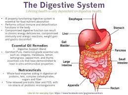 System 3 Digestive System Where Nutrition And The Body Do Not Meet Medicinal Grade Esse Digestive Function Digestive System Everyday Essentials Products