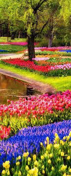 keukenhof gardens amsterdam netherlands beautiful gardens beautiful nature most beautiful gardens