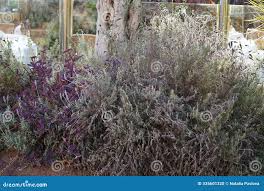 Image result for Commelina purpurea