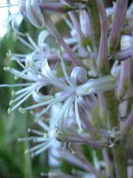 Image result for Cuviera semseii