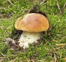 Pin By Barbara On Pilze Stuffed Mushrooms Fungi Boletus Edulis