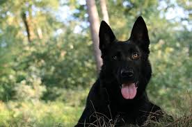 Hide this posting restore restore this posting. 46 Best Black German Shepherd Pictures