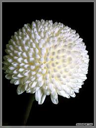 White Chrysanthemum Beautiful Flowers White Chrysanthemum Flower Photos