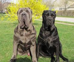 Men S Corner The Strongest Dogs In The World Mastiff Dog Breeds Italian Mastiff Dog Giant Dog Breeds