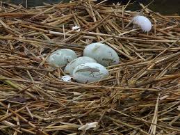 Bird Eggs For Sale Another Swan Egg Wild Birds Wild Birds Unlimited Bird Eggs