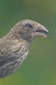 Finch Eye Disease Backyard Birds The Bird Food Store Matthews Nc