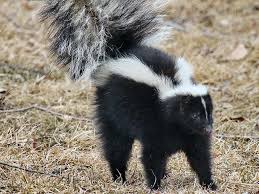 Mothballs mothballs are normally suggested as a simple, economical means to repel unwelcomecreatures, including skunks. How To Get Rid Of Skunks 5 Best Ways In 2021 Plus Pro Tips