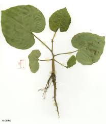 Image result for Cissus glaucophylla