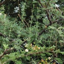 Image result for Pollichia