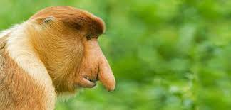 Proboscis Monkey Proboscis Monkey Primates Sea Monkeys