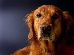 Want A Breed Like A Golden Retriever But Not Quite See These 4 Similar Dog Breeds