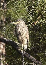 Birds That Sing At Night In Texas Juvenile Night Heron Texas Coast Shorebirds Bald Eagle
