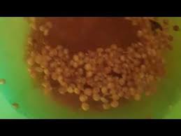 9 amazing germinate x2f grow coriander seeds in qatar youtube corriander seeds coriander seeds coriander