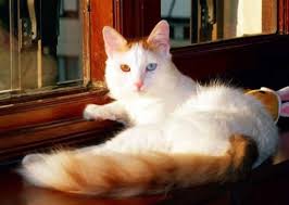 Van Kedisi Uzun Tuylu Kedi Irklari Www Patiturk Com