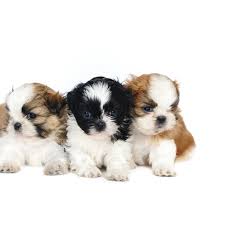 When properly trained and cared for, shih tzus make lovable and loyal. Shih Tzu Puppies For Sale