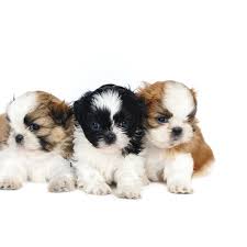 Shih Tzu Puppies For Sale