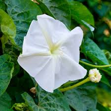 Image result for Ipomoea wightii