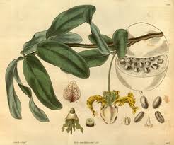 Image result for Dielsiothamnus divaricatus