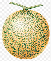 Jun 26, 2021 · (gambar ap) jakarta: Honey Melon Png Images Pngegg