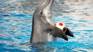 Trivia quizzes are a great way to work out your brain, maybe even learn something new. What S The Difference Dolphin Or Porpoise Howstuffworks