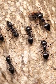 Ants pose problems in lawns by building dirt mounds for their nests. How To Control Ants In And Around Your Home Gardener S Path