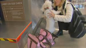 Service animals are not counted in the maximum number allowed in the cabin. American Airlines Grounds Emotional Support Animals From Flights