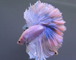 They're easy to take care of, they're more active by understanding the betta fish's diet and learning how to feed it properly, you can. Pin By Ashley Fisher On Beta Fish Betta Pretty Fish Betta Fish