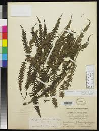 Image result for Pseudocyclosorus