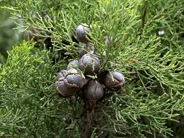 Image result for Callitris