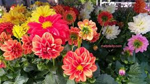 Apa kata semak senarai 100 nama bayi lelaki ini. Musim Panas Musim Bunga Dahlia Di Austria Mely Daily From Austria