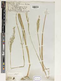 Image result for Eriochloa fatmensis