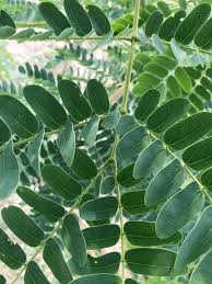 Image result for Albizia procera