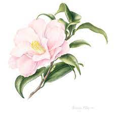 Beverly Allen Camellia Japonica Hagoromo Hoa Vẽ Nghệ Thuật Nghệ Thuật
