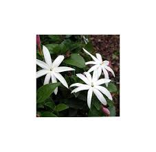 Image result for Jasminum multipartitum