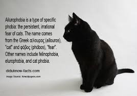 Ailurophobia Fear Of Cats Cats Fear Irrational Fear