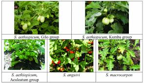 Image result for Solanum grossidentatum